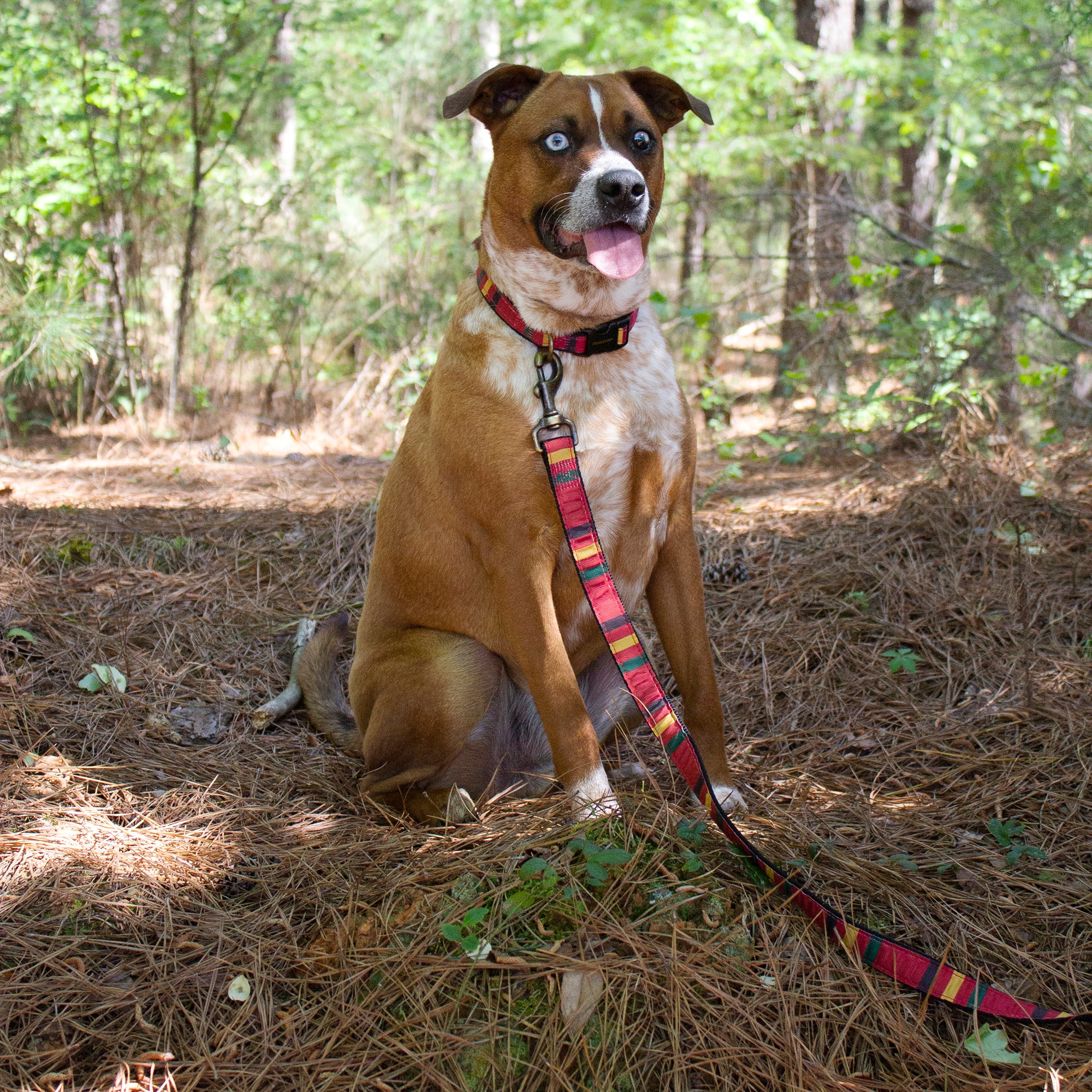 Pendleton National Park Yosemite Hiker Dog Collar