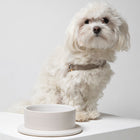 Imogen Dog Bowl