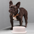 Imogen Dog Bowl