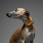 Mario Sighthound Collar