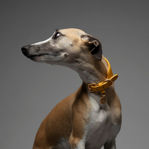 Mario Sighthound Collar