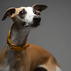 Mario Sighthound Collar