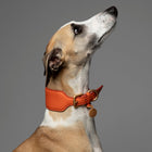 Mario Sighthound Collar