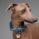 Mario Sighthound Collar