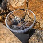 Sand Dollar Round Bowl