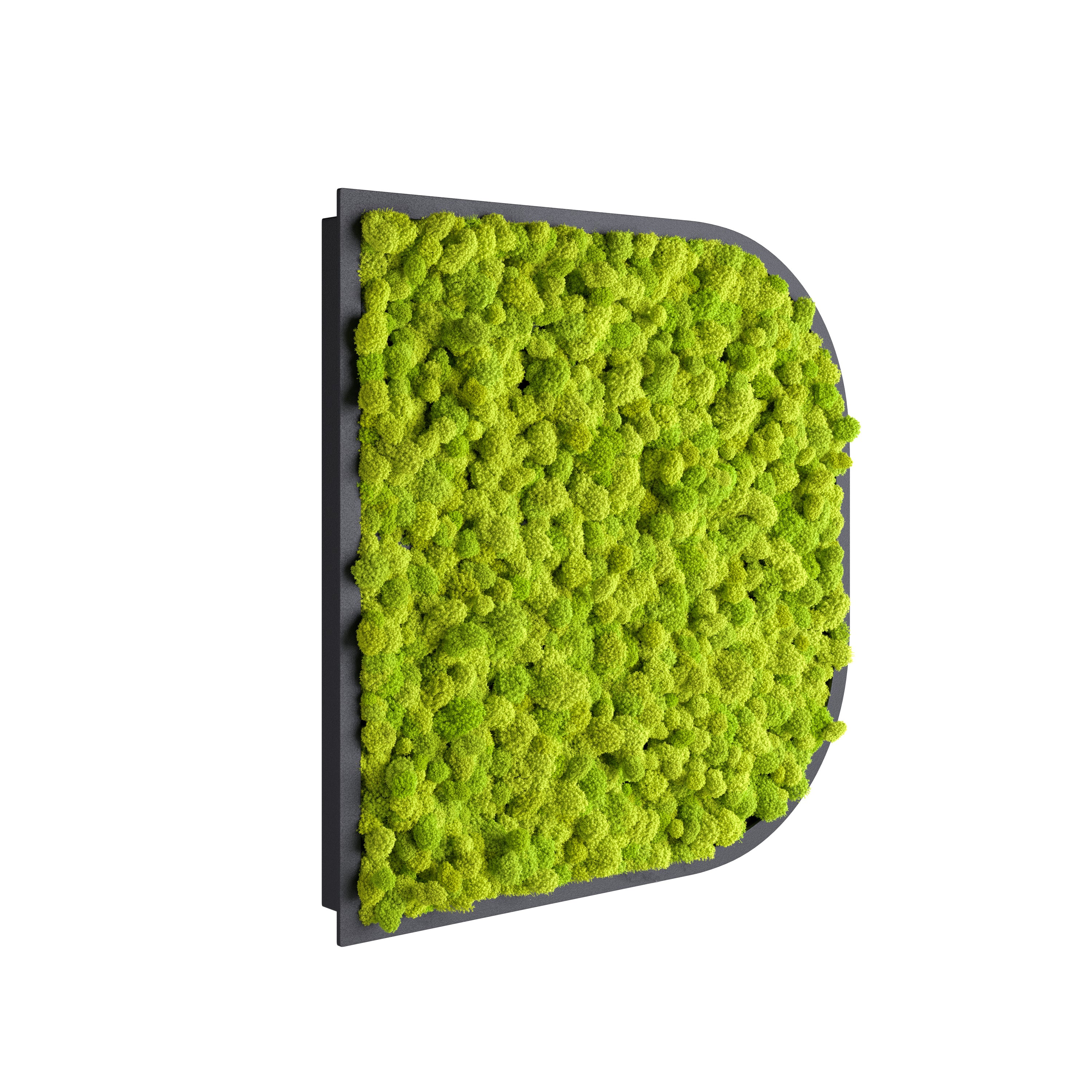 Square Moss Tabletop and Wall Decor